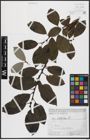 Foto von Salix caprea L.